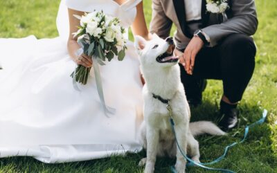 BODA PETFRIENDLY